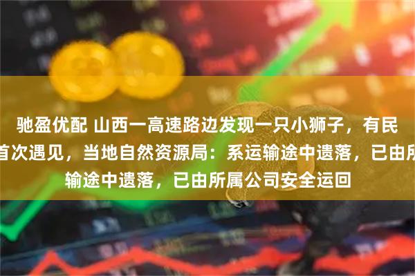 驰盈优配 山西一高速路边发现一只小狮子，有民警称干了十几年首次遇见，当地自然资源局：系运输途中遗落，已由所属公司安全运回